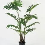 Filodendron Rendeld meg most