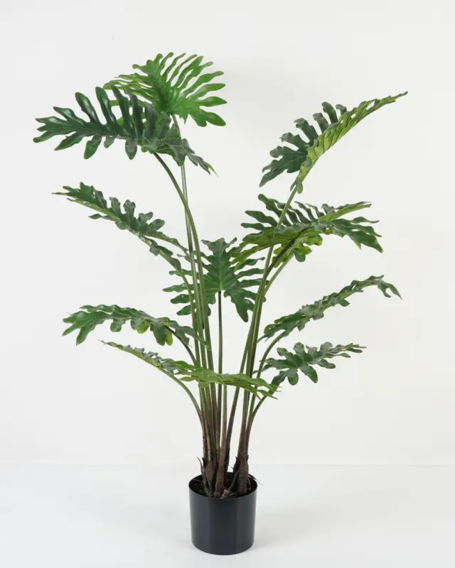 Filodendron Rendeld meg most