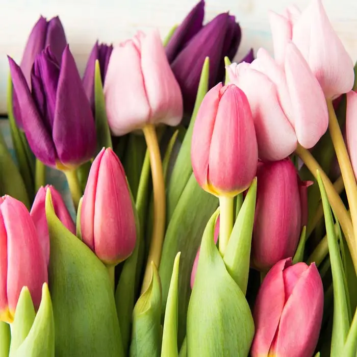 Biztonságos vásárlás Egy tucat tulipán - üvegkép
