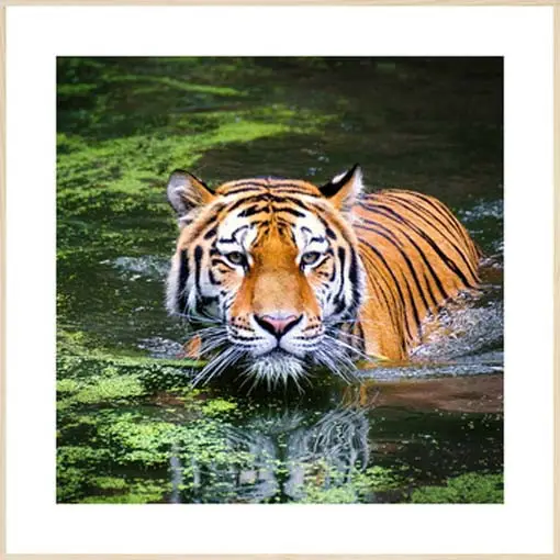 Tigris a vízben - keretezett üvegkép Biztonságos vásárlás