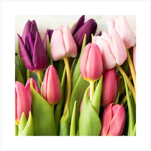 Tavaszváró tulipánok - keretezett üvegkép Utolsó esély