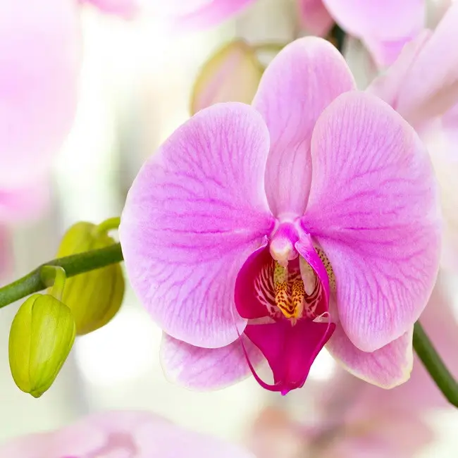 Kedvezmény Lila orchidea - vászonkép