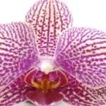 Csíkos orchidea - vászonkép Nézd meg most
