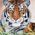 Figyelő tigris - vászonkép Legjobb ár