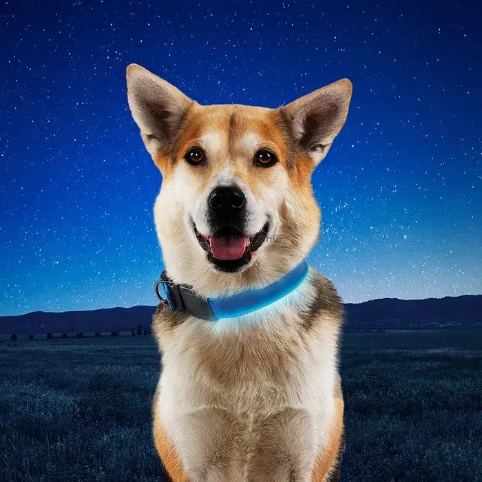Nitedog® tölthető nyakörv - M - kék/kék LED Azonnali szállítás