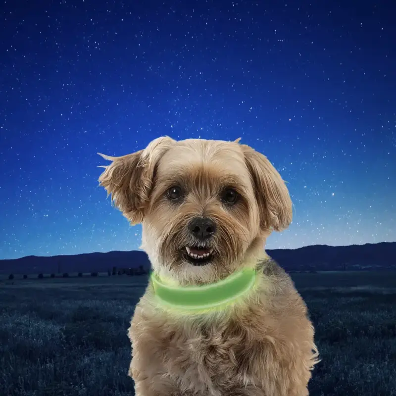 Kihagyhatatlan ajánlat Nitedog® tölthető -nyakörv - S - Lime/Green LED